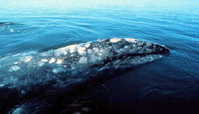 Gray Whale