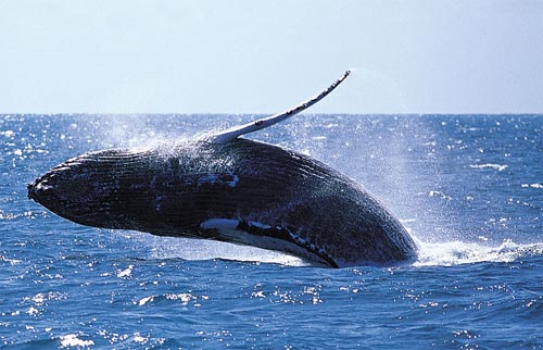 Humpback whale breaching