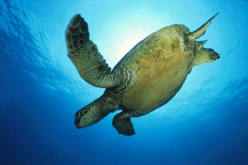 Green sea turtle