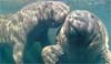 manatee thumbnail