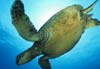 Sea turtle thumbnail