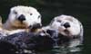 sea otters thumbnail