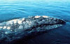 gray whale thumb