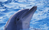 dolphin thumbnail
